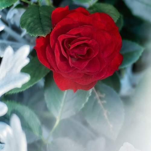 Photo #12743341