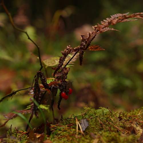 Photo #12743756