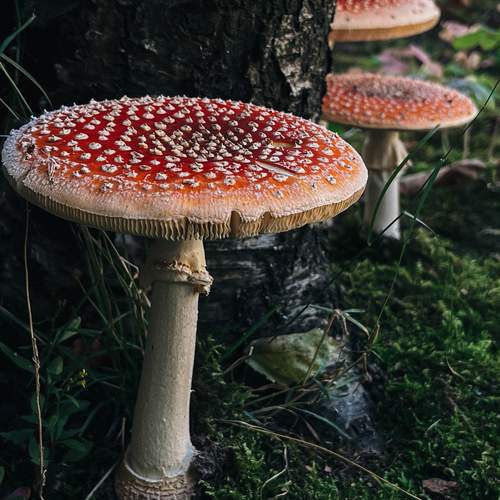 Photo #12743862
