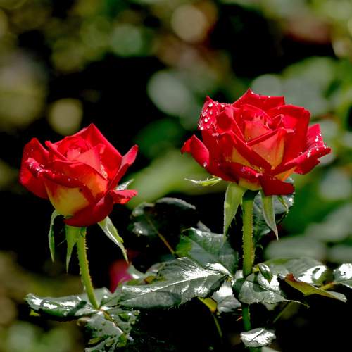 Photo #12744830
