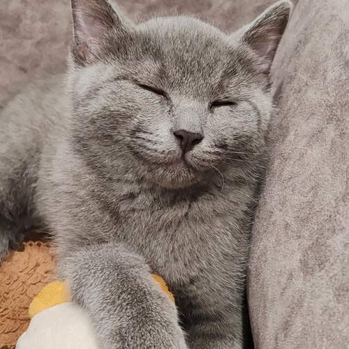 Photo #12745079