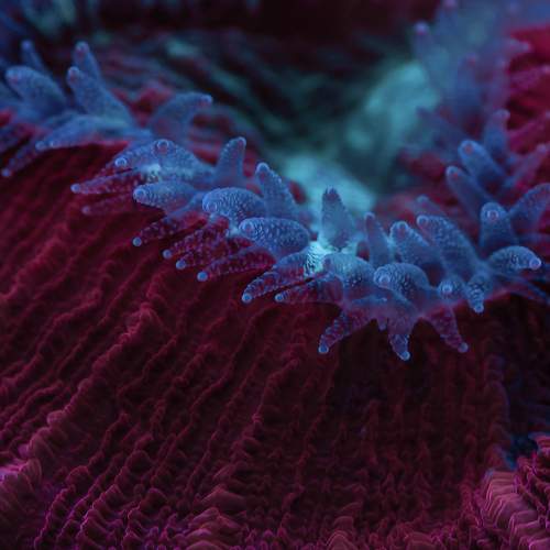 Морские обитатели