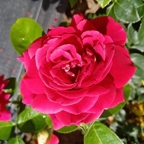 Photo #12745139