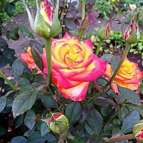 Photo #12745153
