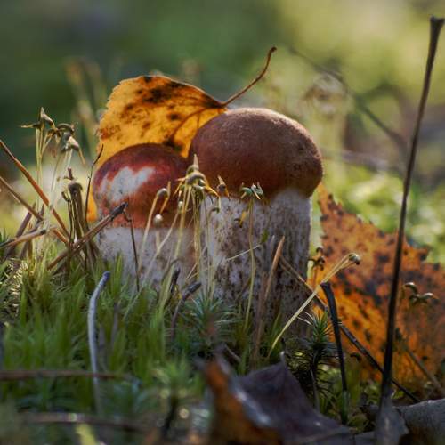 Photo #12745207