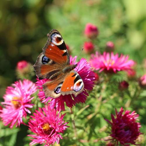 Photo #12745917