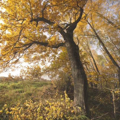 Photo #12746180