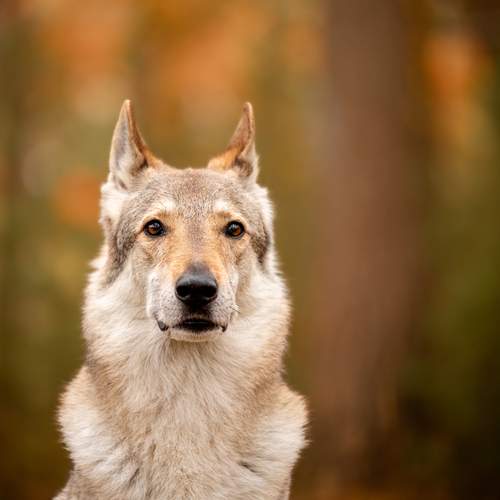 Photo #12746215