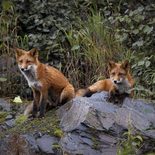 Фотография #12746263