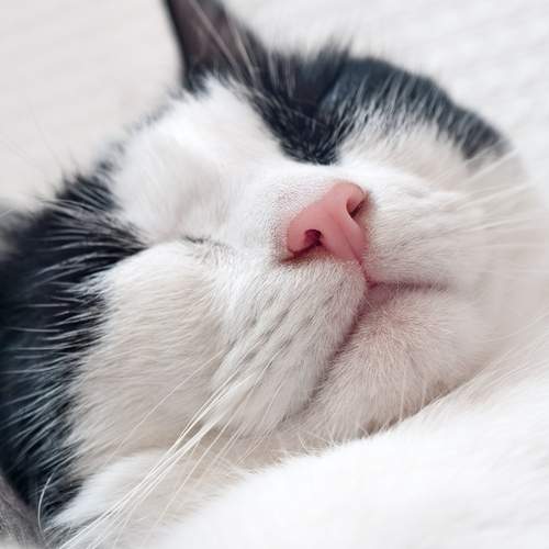Photo #12747306