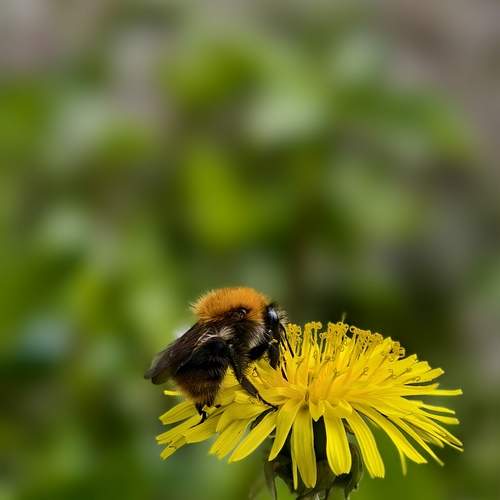 Photo #12747367