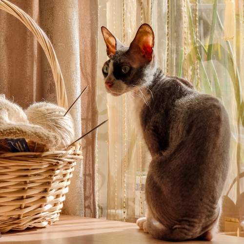 Photo #12747633