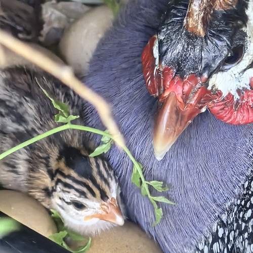 Photo #12748311