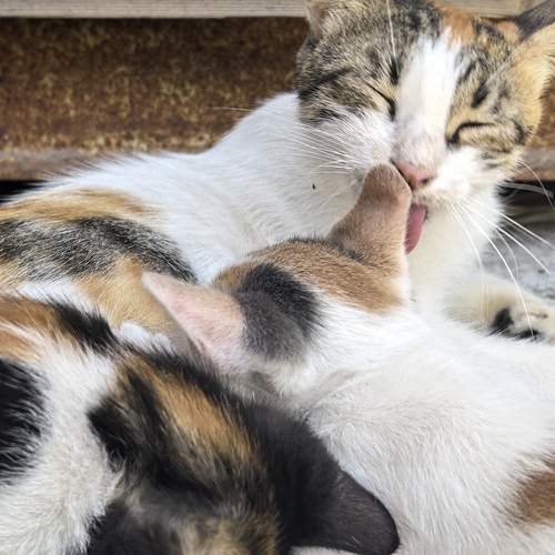 Photo #12748312