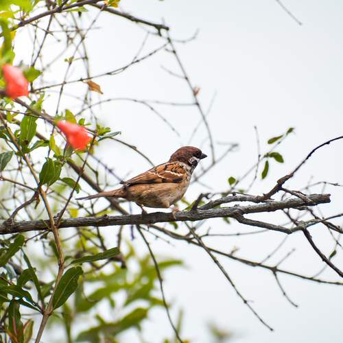 Little Birdie