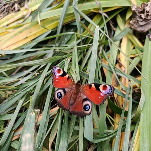 Photo #12749757