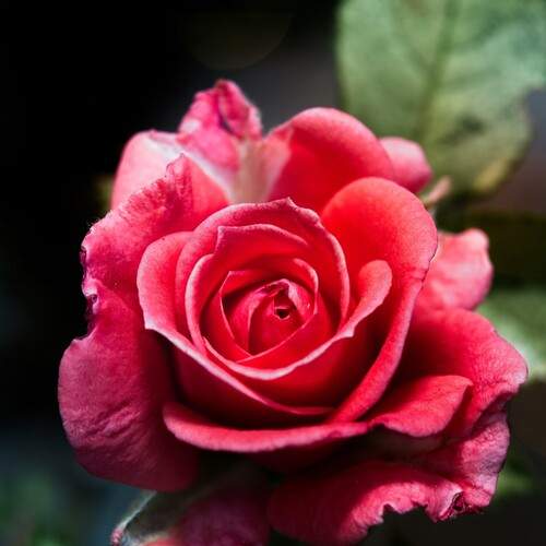 Photo #12750003
