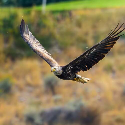Photo #12750017