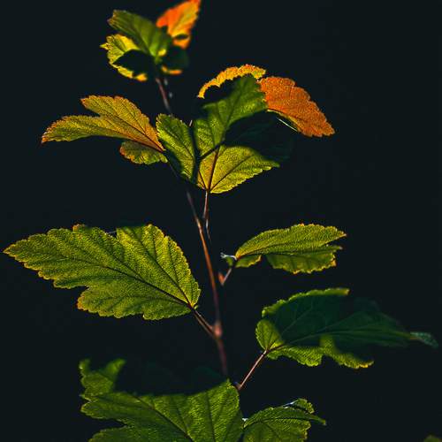 Photo #12750031