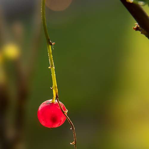 Photo #12750650