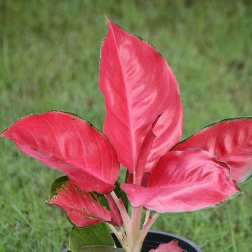 Photo #12750866