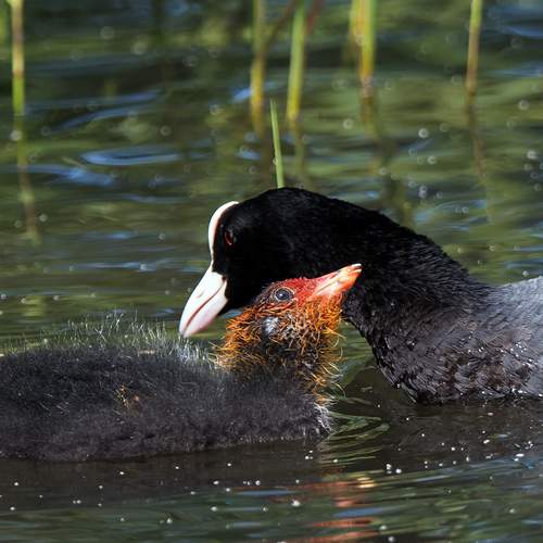 Photo #12750889