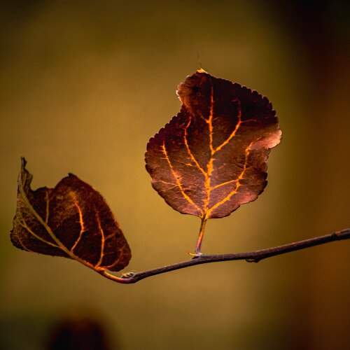 Photo #12751052