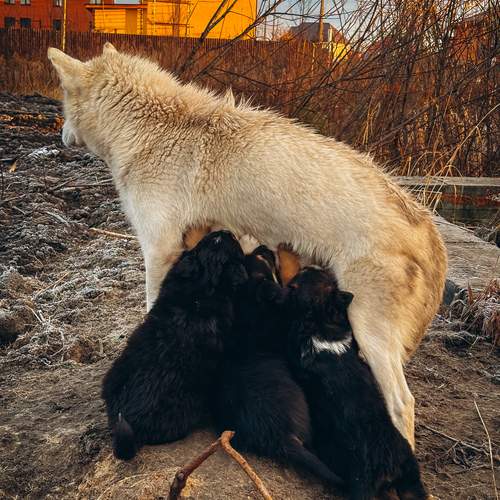 Photo #12751257