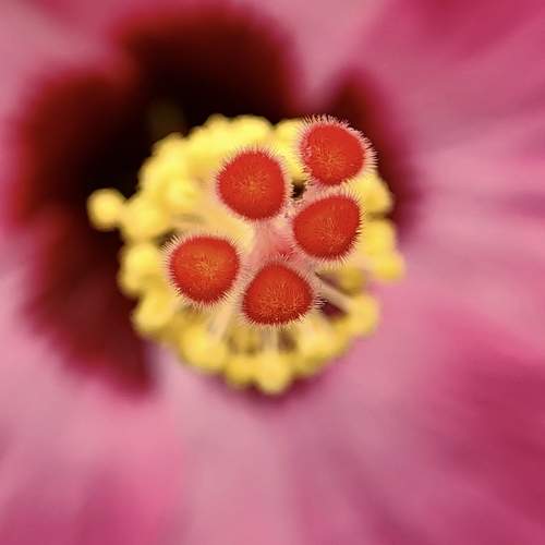 The aerial view of Stigmas of Hibiscus