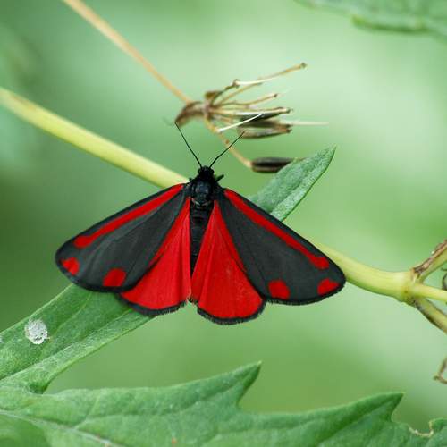 Photo #12752408