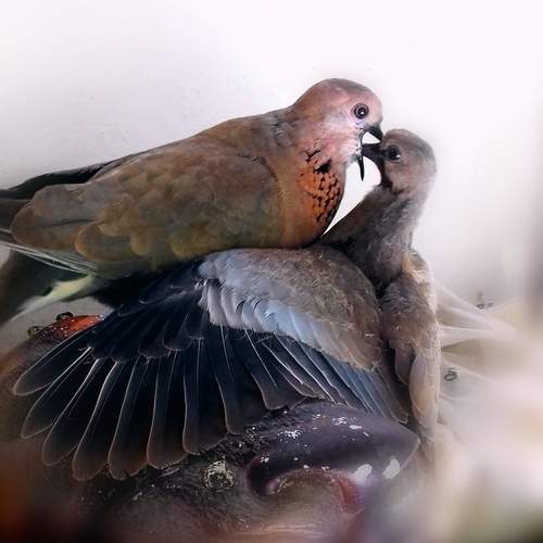 Photo #12752532