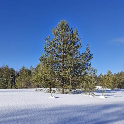 Photo #12752750