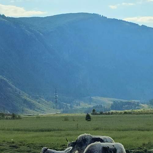Горный Алтай. Яки