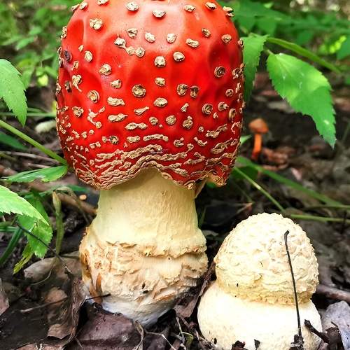 Photo #12753632