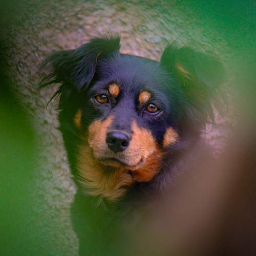 Kika