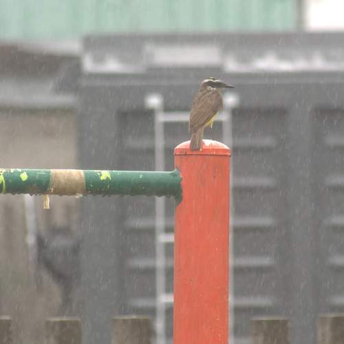 Photo #12754164