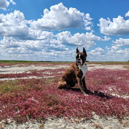 Photo #12754828
