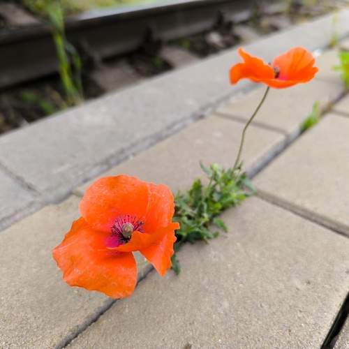 Photo #12754873