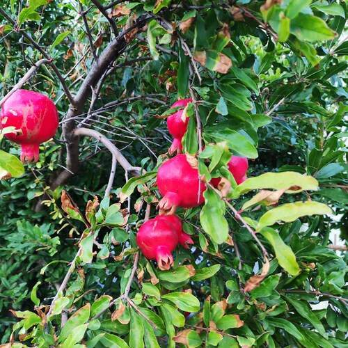 Photo #12754899