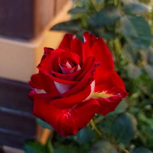 Photo #12754929