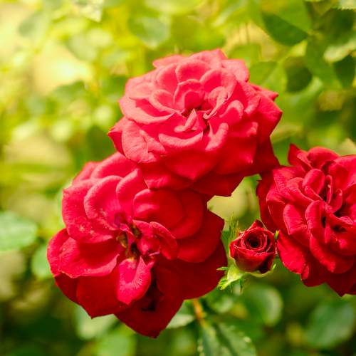 Фотография #12755198