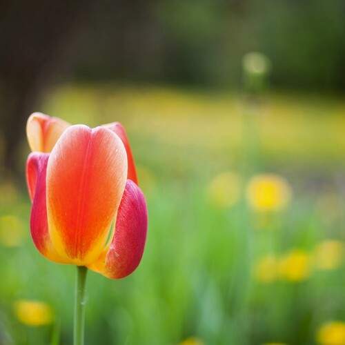Photo #12755355
