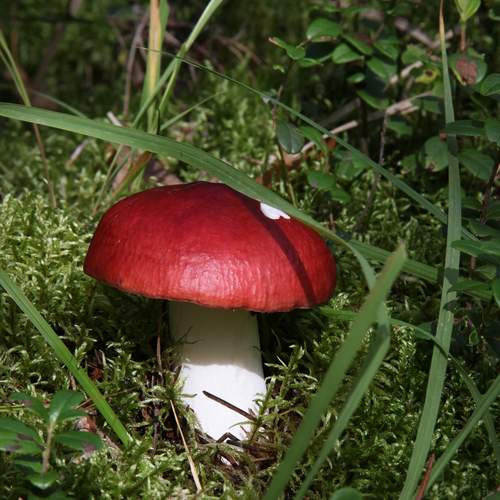 Photo #12755397