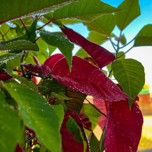 Photo #12755616