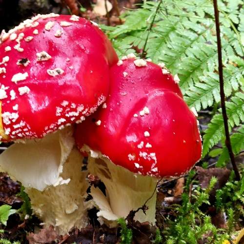 Photo #12755945
