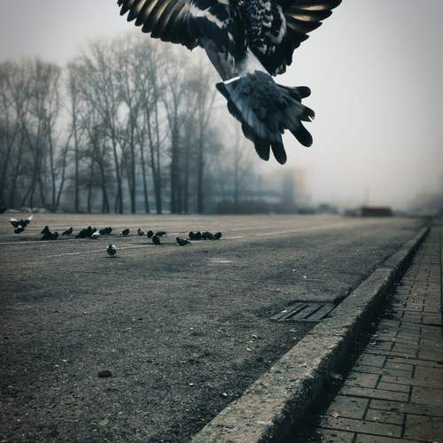 Photo #12756332