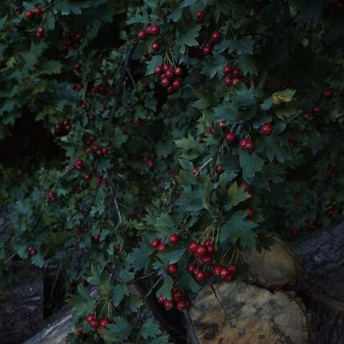 Photo #12757264