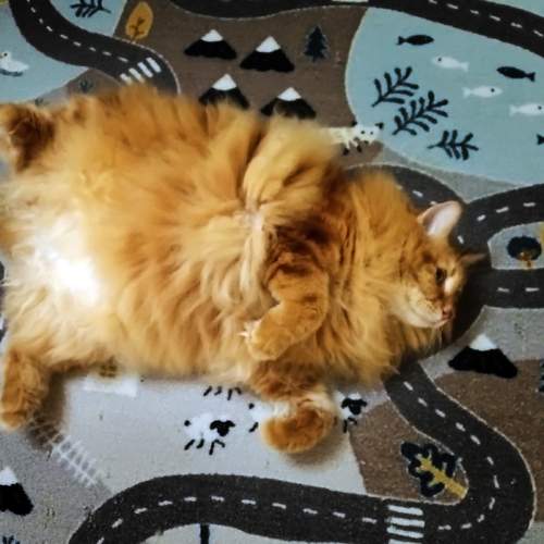Photo #12758192