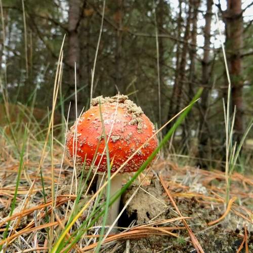 Photo #12758355