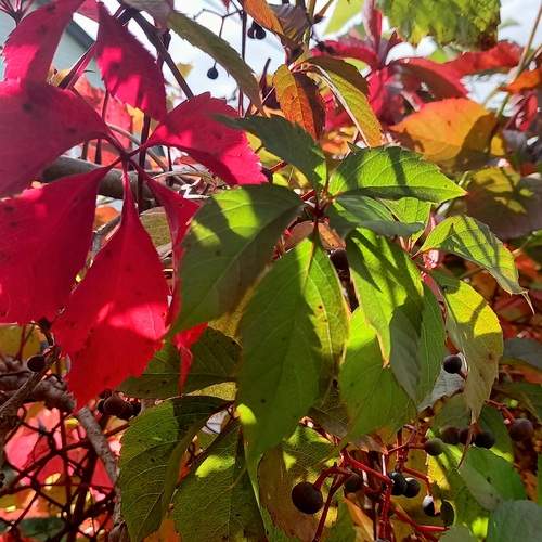 Photo #12758360